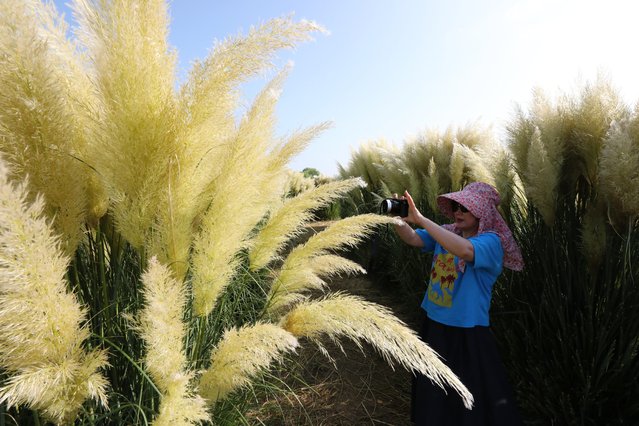On the morning of the August 20, 2025, three days before the start of the solar term, people visiting Daejeo Ecological Park in Gangseo-gu, Busan are taking pictures and making memories among the pampas grass. (Photo by Kim Dong-hwan)
