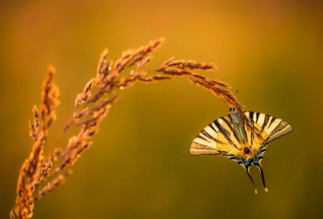 Butterfly lands on a plant in the low sunlight, July 2016. (Photo by Petar Sabol Sharpeye/Rex Features/Shutterstock)