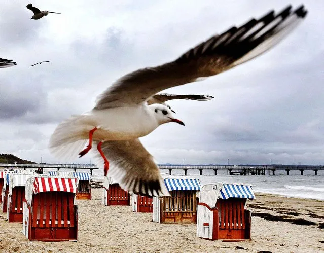 Sea gulls fly over beach chairs at the beach of the Baltic Sea in Timmendorfer Strand, Saturday, October 22, 2016. (Photo by Michael Probst/AP Photo)