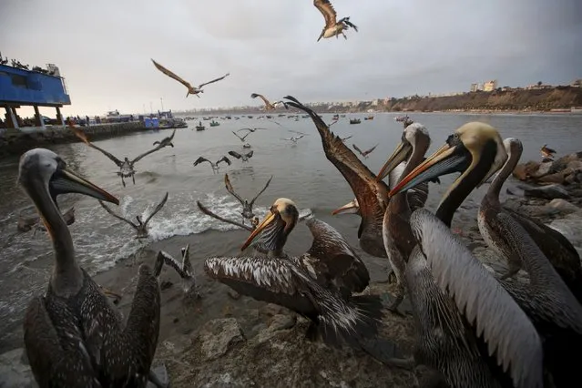 Pelicans wait for food at a market at Pescadores beach in the Chorrillos district of Lima, October 27, 2015. (Photo by Mariana Bazo/Reuters)