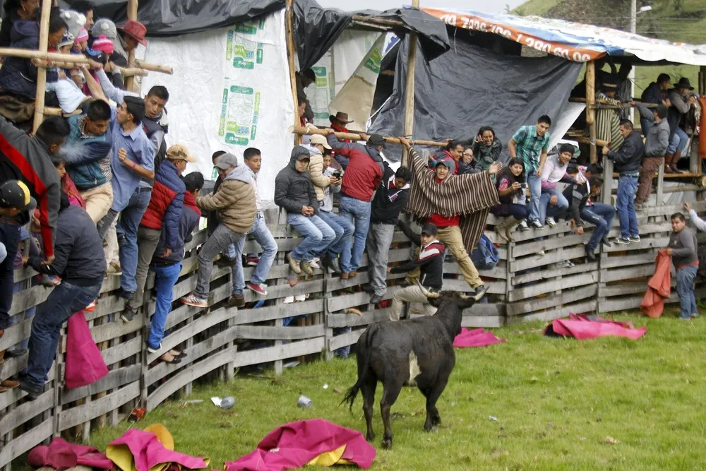 Ecuadorian Bullfighting