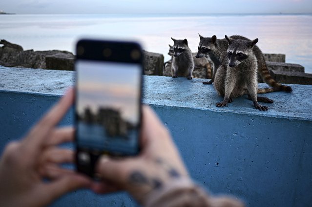 A man takes a picture with a mobile phone of a group of raccoons sitting at the Cinta Costera in Panama City on October 24, 2024. Guides from the Smithsonian Tropical Research Institute (STRI) stated that the presence of these animals in the capital city is largely due to the destruction of their habitats. This situation is causing them to increasingly migrate to populated areas in search of food. (Photo by Martin Bernetti/AFP Photo)