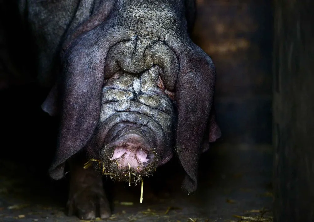 The Week in Pictures: Animals, June 28 – July 5, 2013