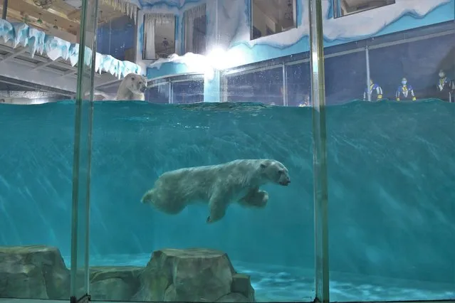 Polar bears are seen at an enclosure inside a hotel at a newly-opened polarland-themed park in Harbin, capital of northeast China's Heilongjiang province in this handout picture provided by Harbin Polarpark on March 13, 2021. (Photo by Harbin Polarpark/Handout via Reuters)