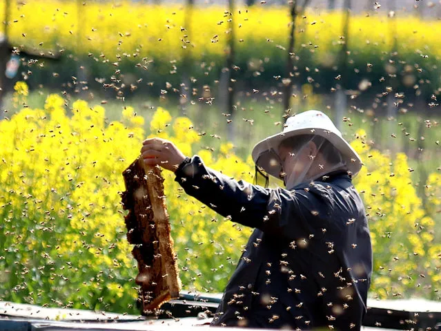 A bee farmer releases bees, cuts honey, checks bees and changes nests in Hefei, east China's Anhui Province, March 22, 2021. (Photo by Costfoto/Barcroft Media via Getty Images)