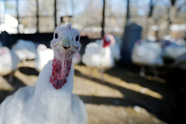 A turkey looks around its barn at Seven Acres Farm in North Reading, Massachusetts, U.S. November 23, 2016, one day before the Thanksgiving holiday in the United States. (Photo by Brian Snyder/Reuters)