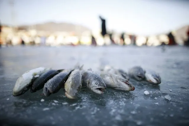Trout lie on a frozen river in Hwacheon, south of the demilitarized zone (DMZ) separating the two Koreas, January 9, 2016. (Photo by Kim Hong-Ji/Reuters)