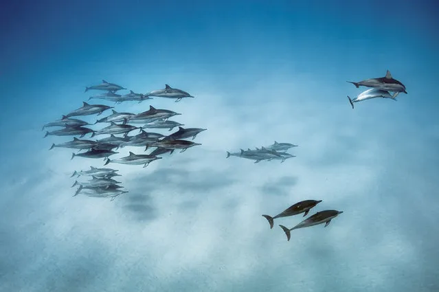 Spinner dolphins, Oahu, Hawaii, 2013. (Photo by Brian Skerry/National Geographic)