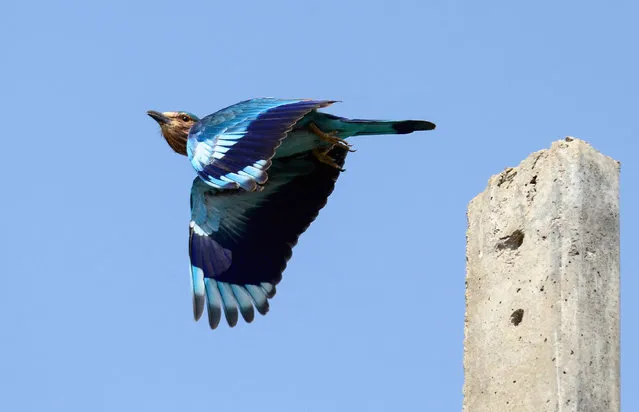 An Indian roller bird is pictured in flight in Jahanabad, in Fatehpur district in India' s Uttar Pradesh state, on October 19, 2018. (Photo by Rohit Umrao/AFP Photo)