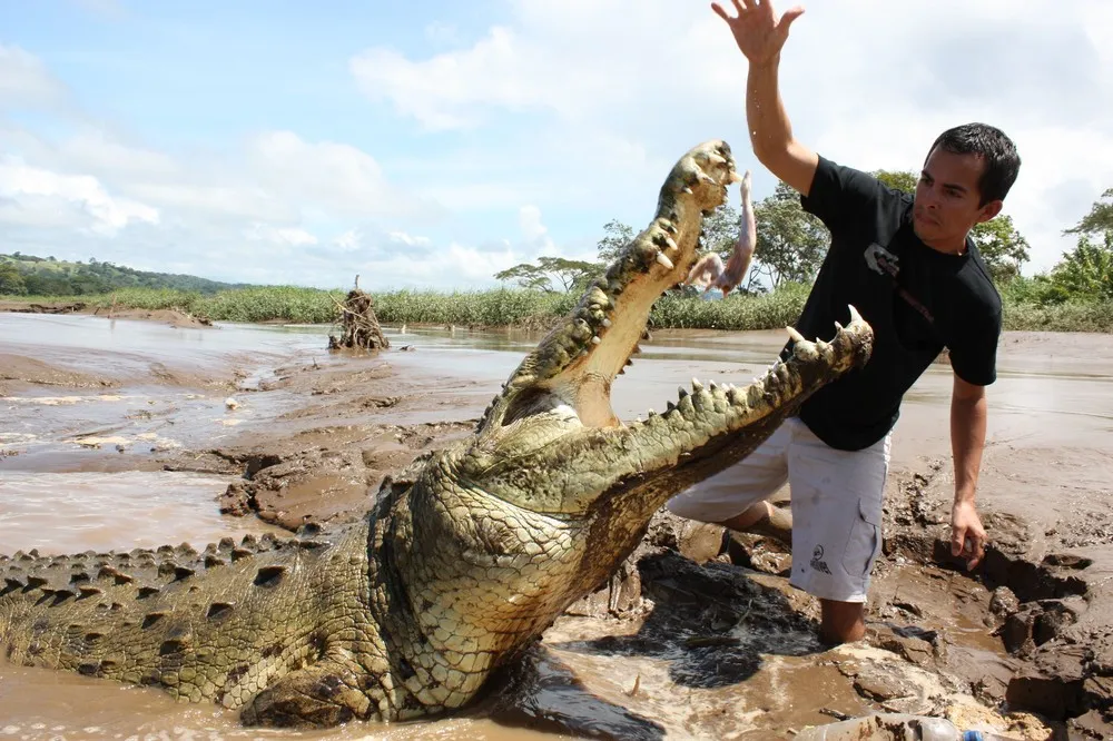 Tour Guide Feeds 17 Foot Crocodile