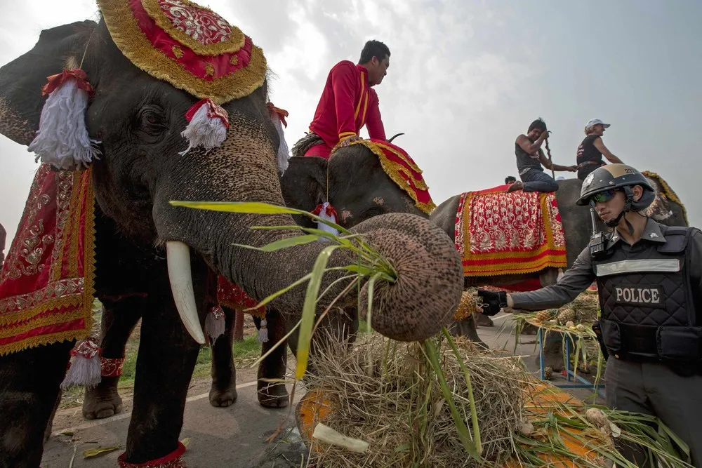 Thailand's National Elephant Day