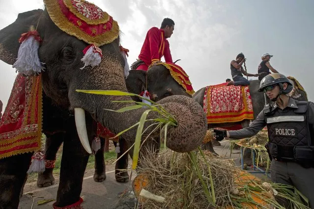 A policeman feeds an elephant fruit during Thailand's National Elephant Day in the ancient Thai capital Ayutthaya March 13, 2015. (Photo by Athit Perawongmetha/Reuters)