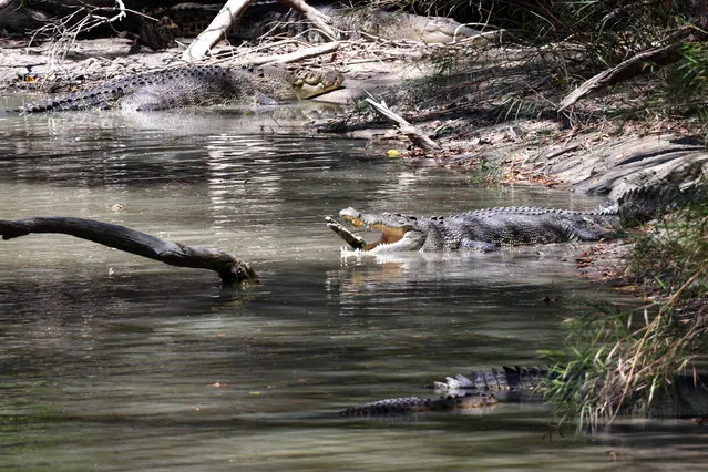 This picture taken on August 27, 2023 shows crocodiles on the banks of the East Alligator River at Cahills Crossing in the world heritage site of Kakadu National Park, located 280 kilometres east of the Northern Territory capital city of Darwin. (Photo by David Gray/AFP Photo)