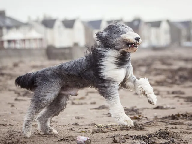 Zac, a Bearded Collie, runs on the beach, in Ardrossan, Scotland,  Friday, January 29, 2016, as a storm reaches the UK. Winds of more than 90mph have hit the west of Scotland as Storm Gertrude sweeps the country, causing power cuts and travel disruption. (Photo by Danny Lawson/PA Wire via AP Photo)