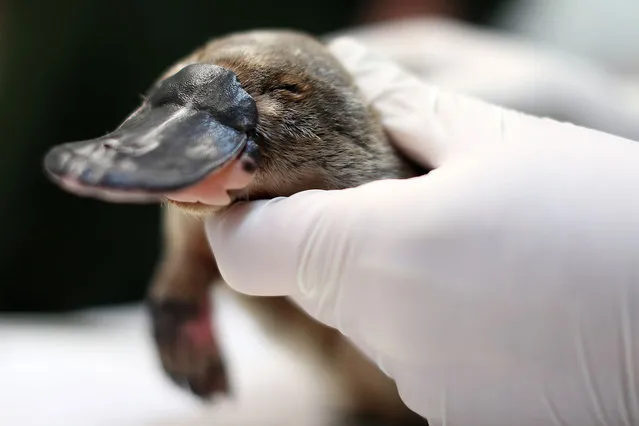 A platypus receives a health check at Taronga Zoo on June 09, 2021 in Sydney, Australia. RSPCA NSW has donated $600,000 to fund a new Platypus Rescue and Rehabilitation Centre at Taronga Zoo. While not officially listed as a threatened species, new research suggests the platypus could be on the brink of extinction due to damaged waterways, land clearing and climate change. (Photo by Mark Metcalfe/Getty Images)