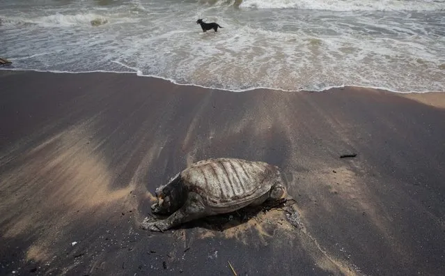 A stray dog stands amid the waves as decomposed remains of a turtle lies on a beach polluted following the sinking of a container ship that caught fire while transporting chemicals off Kapungoda, outskirts of Colombo, Sri Lanka, Monday, June 21, 2021. X-Press Pearl, a Singapore-flagged ship sank off on Thursday a month after catching fire, raising concerns about a possible environmental disaster. (Photo by Eranga Jayawardena/AP Photo)
