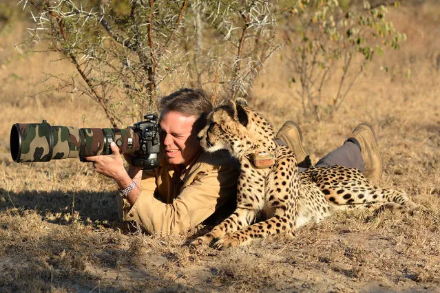 Photographer Chris Du Plessis and Mtombi the Cheetah take photos. (Photo by Chris Du Plessis/Caters News Agency)