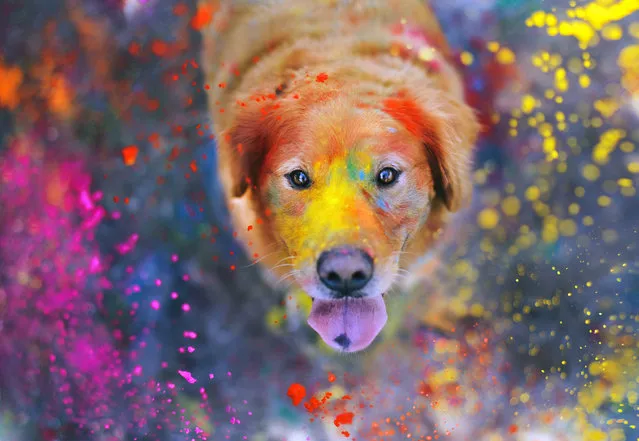 “The Explosion of Colors”. (Photo and caption by sprinkle happiness)