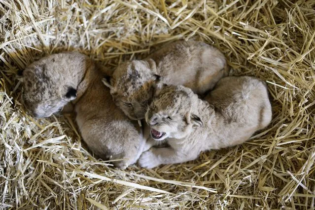 Lion cubs cuddle in the Gyongyos Zoo in Gyongyos, Hungary, 21 March 2015. The one male and two female cubs were born on 12 March 2015. (Photo by Peter Komka/EPA)