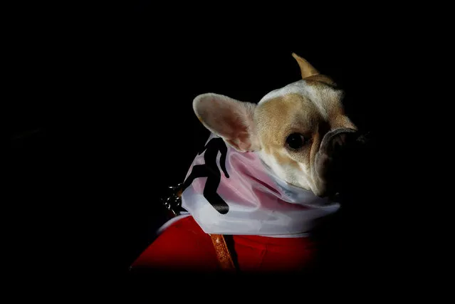 A dog waits for the start of the “Sanperrestre” walk to raise awareness about the need to adopt dogs and cats instead of purchasing them, in central Madrid, Spain, December 30, 2016. (Photo by Susana Vera/Reuters)