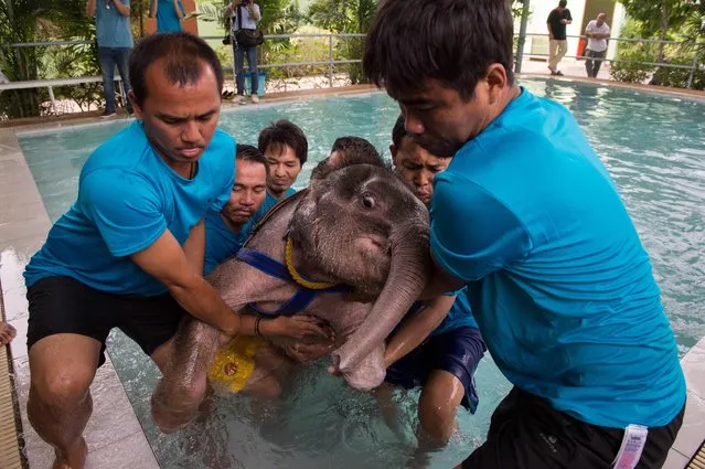 Six month- old baby elephant “Clear Sky” is lifted out of a pool by her guardians after a session hydrotherapy session at a local clinic in Chonburi province on January 5, 2017. (Photo by Roberto Schmidt/AFP Photo)