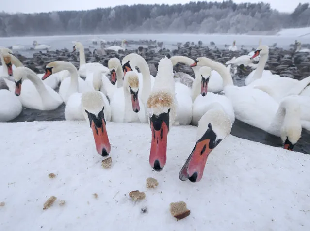Swans on the Krynica Reservoir in Minsk Region, Belarus on January 11, 2019. (Photo by Natalia Fedosenko/TASS)