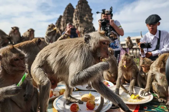 Monkeys eat fruit during the annual Monkey Festival in Lopburi province, Thailand on November 26, 2023. (Photo by Chalinee Thirasupa/Reuters)