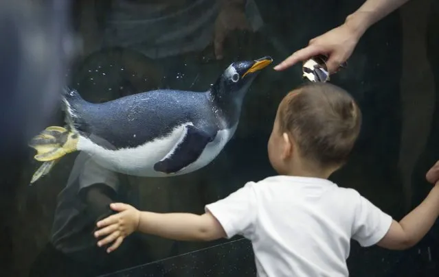 A young boy comes face-to-face with a penguin while try to beat the heat at the Calgary Zoo in Calgary, Alberta, Wednesday, June 30, 2021. Environment Canada warns the torrid heat wave that has settled over much of Western Canada won't lift for days. (Photo by Jeff McIntosh/The Canadian Press via AP Photo)