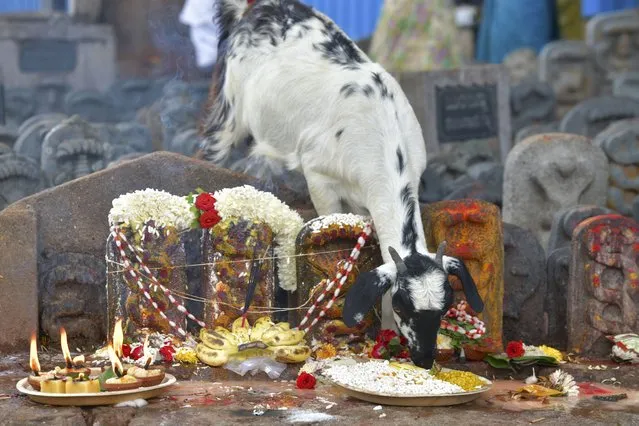 A goat eats from offerings made by Hindu devotees to stone sculptures of snakes on the occasion of “Naga Panchami”, an auspicious day in the Hindu calendar in which serpents are worshipped, in the suburbs of Bangalore on August 13, 2021. (Photo by Manjunath Kiran/AFP Photo)