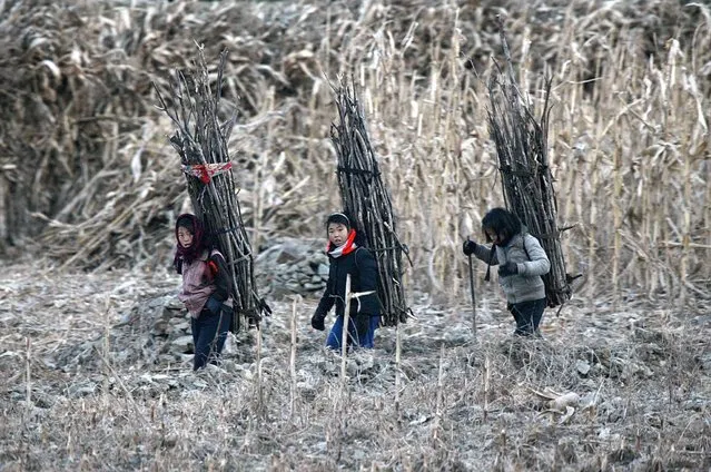 North Korean girls carry firewood on their backs as they walk on the banks of Yalu River, some 100 kilometers (62 miles) from the North Korean town of Sinuiju, opposite the Chinese border city of Dandong, December 16, 2013. U.S. Secretary of State John Kerry described North Korea's Kim Jong Un as reckless and insecure after the execution of the leader's powerful uncle, and said Kim's actions underscored a need for a unified stand against Pyongyang's nuclear program. (Photo by Jacky Chen/Reuters)