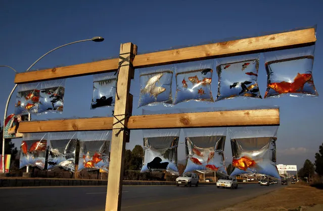 A vendor displays tropical fish for sale on the roadside of Islamabad's highway, Pakistan, Wednesday, January 27, 2016. (Photo by Anjum Naveed/AP Photo)