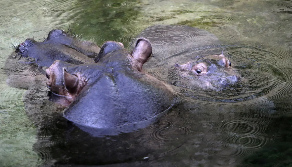 Prague Zoo Welcomes Baby Hippo