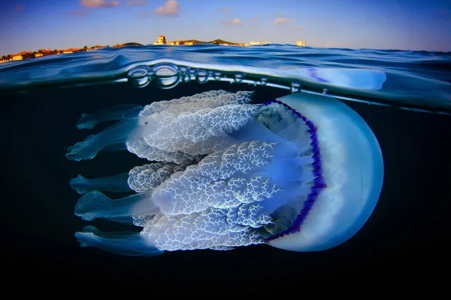 The incredible detail in each photo is thanks to Jordi Benitez Castells, years of experience taking photos while diving. Jordi, 40, from El Vendrell, Spain, was in Catalunya when he took the photos and managed to get the snaps at about three metres below the surface in most cases. While he works full-time in a bank, Jordi dons his wetsuit out of hours to go diving and uses a Canon 7D to get his shots. Here: One of the beautiful jellyfish. (Photo by Jordi Benitez/Caters News)