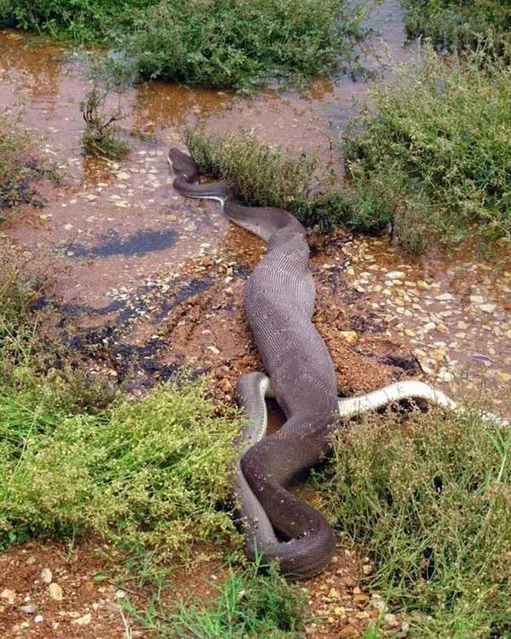 Python Meets A Crocodile See What Happened Next