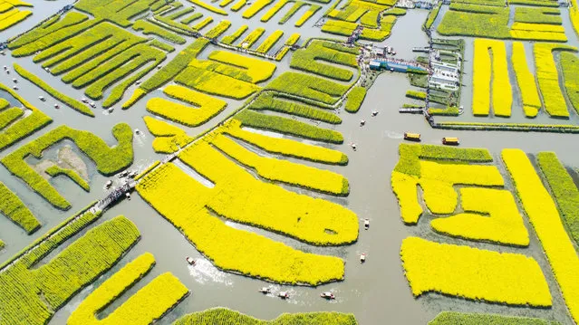 Canola flowers bloom in Jiangsu province, Xinghua, China on April 7, 2019. (Photo by Costfoto/Barcroft Images)