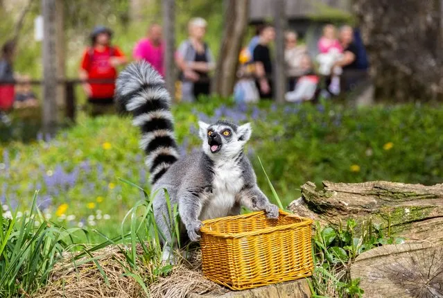 A lemur plays with a basket in Zagreb Zoo, Croatia, on April 1, 2024. (Photo by Antonio Bronic/Reuters)