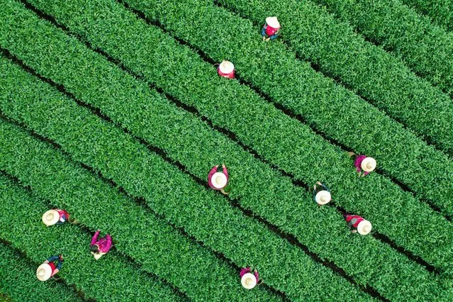 Workers pick tea leaves at a tea field in Hangzhou, in eastern China's Zhejiang province on March 26, 2024. (Photo by AFP Photo/China Stringer Network)