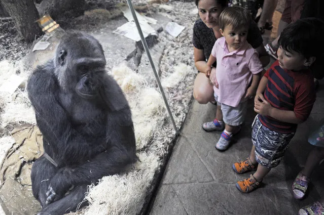 Young Houston Zoo visitors look at Sufi, a 13-year-old western lowland gorilla as she looks at them in her new home Thursday, May 21, 2015, in Houston. Sufi and her parents Zuri and Holli moved to their new 4,000-square-foot state-of-the-art home from New York's Bronx Zoo. The exhibit opens to the public Friday. (Photo by Pat Sullivan/AP Photo)