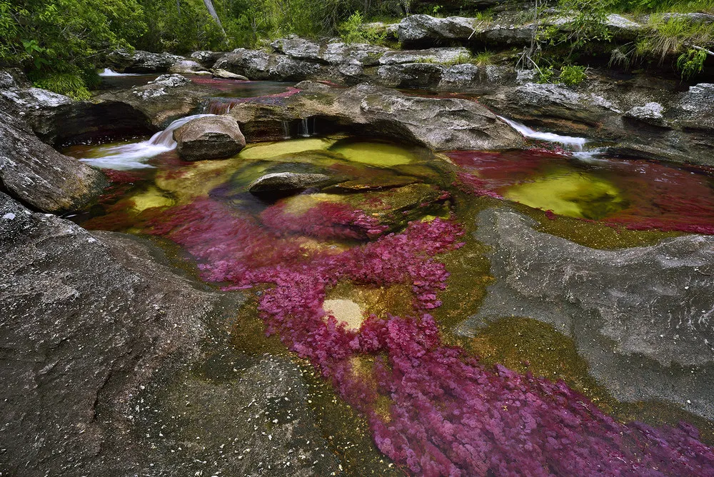 Photographer Olivier Grunewald Captures Cano Cristales – “River of Five Colors”