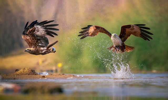 A brahminy kite in Odisha, eastern India, in the last decade of April 2024 caught a fish before having it snatched away by another bird. (Photo by Arnab Roy/Animal News Agency)