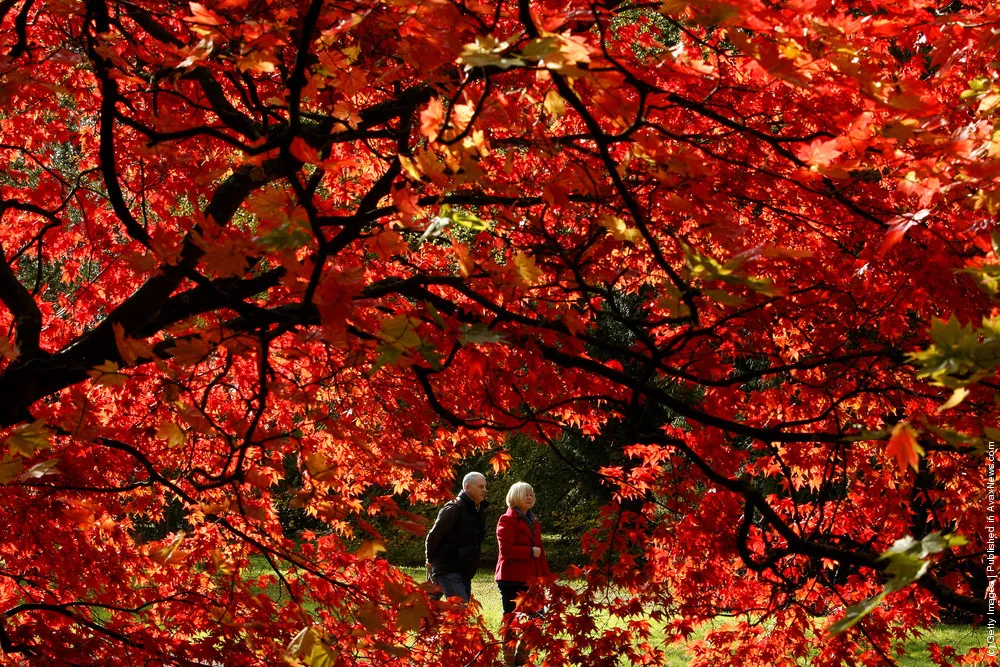 The Beauty Of Autumn