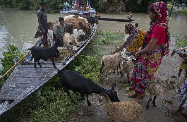 Flood effected villagers transport their cattle to a highland in Katahguri village along the river Brahmaputra, east of Gauhati, India, Sunday, July 14, 2019. (Photo by Anupam Nath/AP Photo)