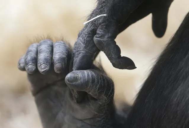 Gorilla Bikira holds her foot at the Zoo in Prague, Czech Republic, Sunday, April 24, 2016. (Photo by Petr David Josek/AP Photo)