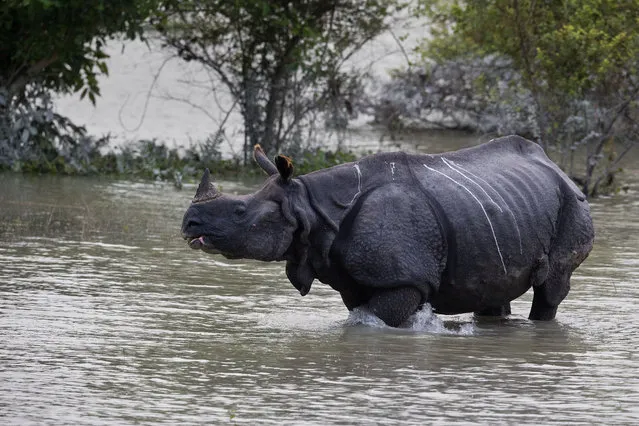 A one-horned rhinoceros walks in floodwaters in Pobitora wildlife sanctuary, east of Gauhati, India, Friday, July 19, 2019. The sanctuary has the highest density of the one-horned Rhinoceros in the world. (Photo by Anupam Nath/AP Photo)