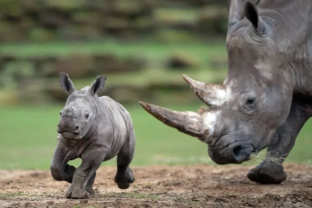 A rare six-week-old southern white rhino calf called Zawadi, explores her paddock for the first time at Africa Alive! in Lowestoft on Thursday, January 27, 2022. The female rhino calf was born on Saturday 18 December to mother Njiri and father Zimba as part of the European Breeding Programme for this species. (Photo by Joe Giddens/PA Images via Getty Images)