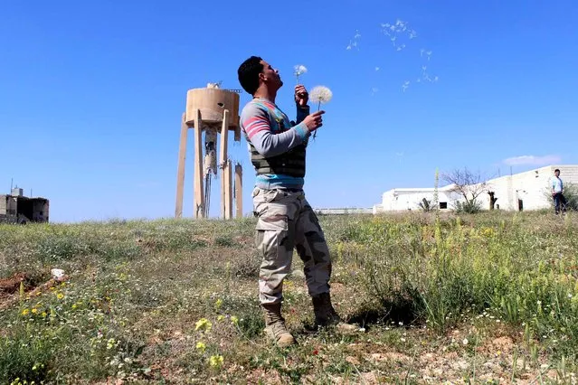 A rebel fighter blows the seeds of a dandelion flower on April 13, 2014 in the outskirts of the village Papoulan, in Idlib province. Syrian President Bashar al-Assad said that the war that has torn Syria apart for three years and cost more than 150,000 lives is turning in the government's favour, state news agency SANA reported. (Photo by Hass News/Ali Nasser/AFP Photo)