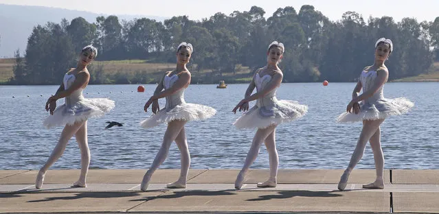 Four dancers from The Australian Ballet, dressed in white swan tutus, pose for photos on floating barge in Penrith Lake in Sydney, Australia, Friday, May 6, 2016. (Photo by Rob Griffith/AP Photo)