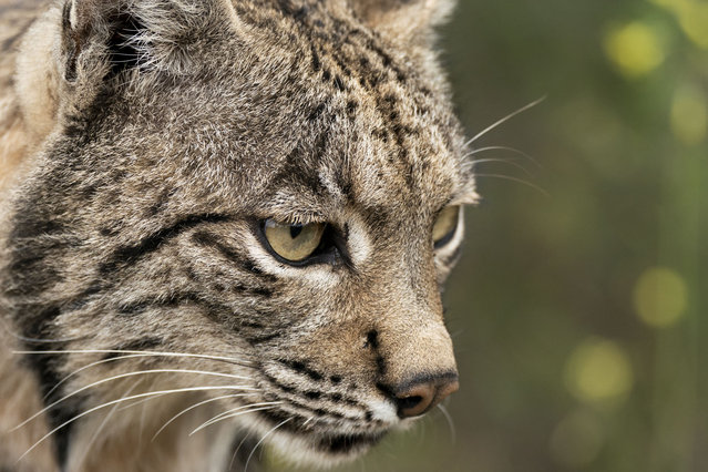 The Iberian lynx is leaving the danger of extinction behind in Sierra de Andujar Natural Park, Andalusia, Spain, on June 20, 2024. The International Union for Conservation of Nature is lowering the level of threat to vulnerable after verifying that the feline has gone from 94 individuals in 2001 to 2,000 today. (Photo by Tomas Calle/NurPhoto via Getty Images)