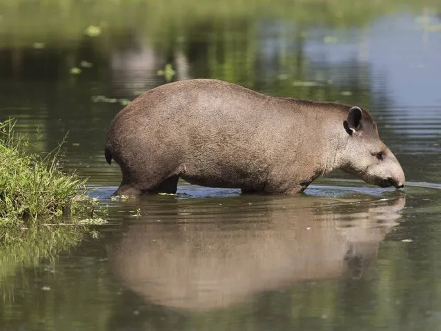 A tapir stands in a lake at the Portobello Resort and Safari, where the Italian soccer team will be training and staying during the upcoming World Cup, in Mangaratiba, 103 km (64 miles) south of Rio de Janeiro, Brazil, Thursday, May 8, 2014. (Photo by Hassan Ammar/AP Photo)