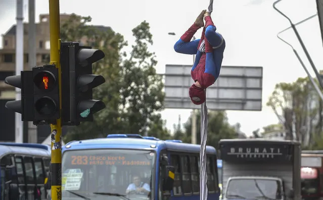 Colombian Jahn Fredy Duque, dressed as superhero “Spiderman”, performs on the streets in Bogota, Colombia on April 24, 2017. (Photo by Raul Arboleda/AFP Photo)
